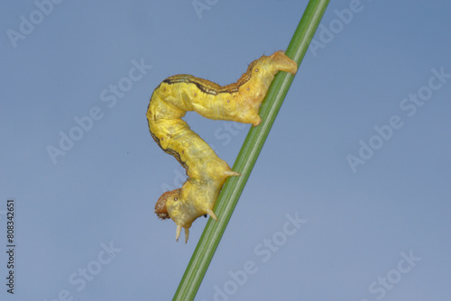 Chenille arpenteuse de l'Hibernie défoliante (Erannis de foliaria) photo