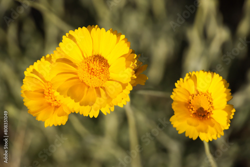Desert marigold, yellow wildflowers