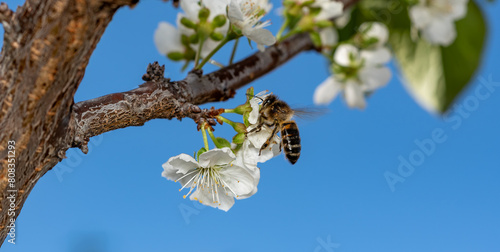 Close-up of a bee obtaining nectar from a plum blossom and pollinating