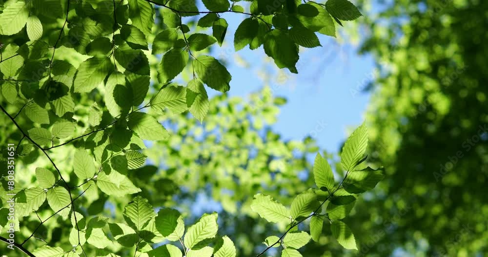 Green leaves on tree branches. The sun's rays shine through the leaves of the trees in the forest. Spring in the park. Green leaves on tree branches. The sun's rays shine through the leaves of the trees in the forest. Spring in the park.