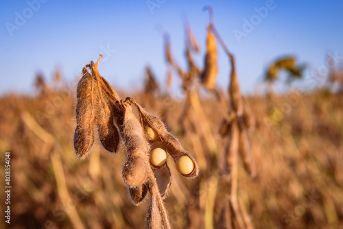 Soybean in a field, ready to be harvested