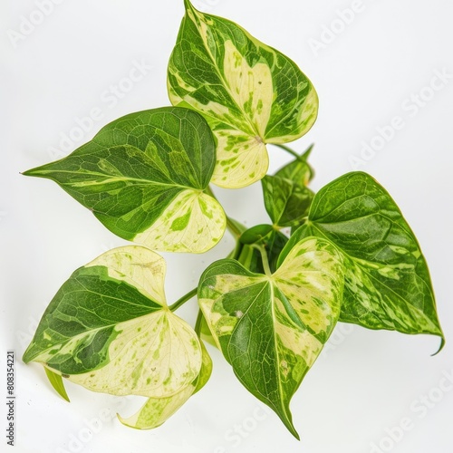 Heart-Shaped Green Variegated Leaves Of Devilýs Ivy, Also Known As Golden Pothos, Add A Touch Of Natural Elegance, Illustrations Images