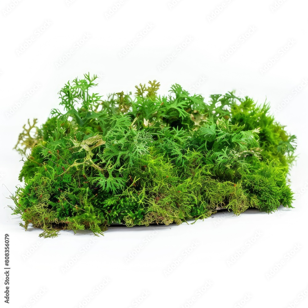 Fototapeta premium Moss Adds A Touch Of Greenery And Natural Beauty To Any Environment, Illustrations Images