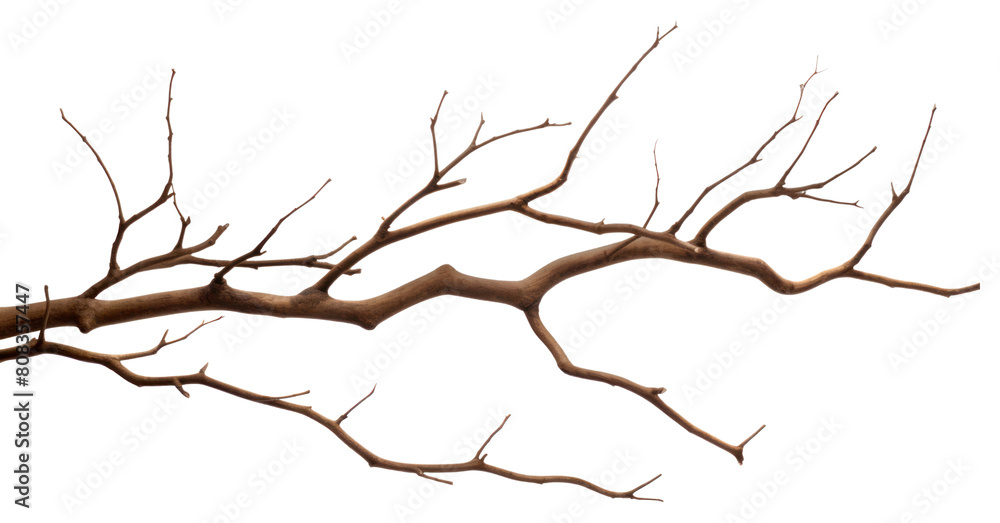 Fototapeta premium PNG Plant tree driftwood branch.