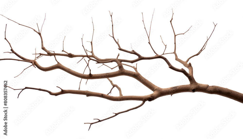 PNG Plant tree tranquility branch. PNG Plant tree tranquility branch.