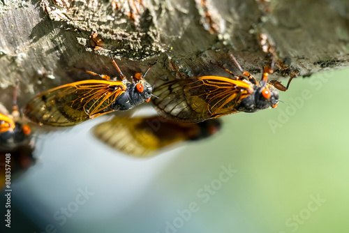 Chorus of the Cicadas: The Fascinating Tale of Magicicada Cassini photo