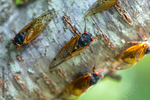 Chorus of the Cicadas: The Fascinating Tale of Magicicada Cassini photo