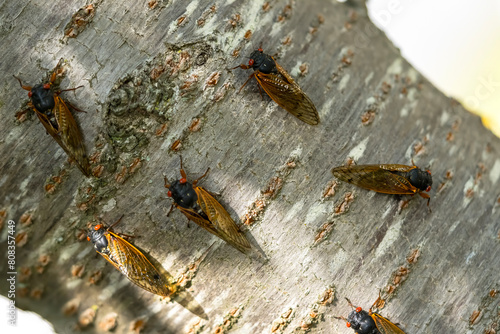 Chorus of the Cicadas: The Fascinating Tale of Magicicada Cassini © Grindstone Media Grp