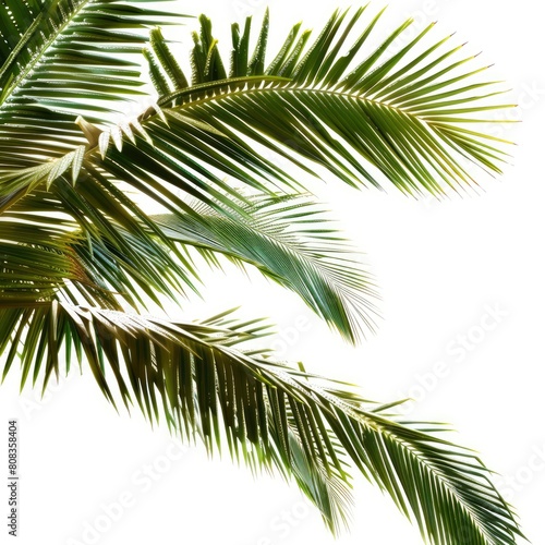 Shiny Palm Tree Leaves Glisten Against A Clean White Background  Evoking Tropical Allure  Illustrations Images