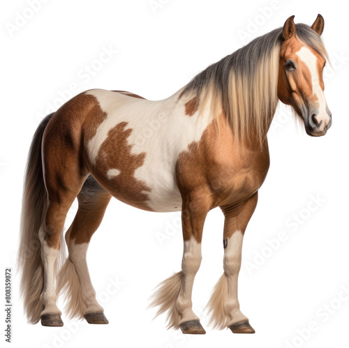 PNG Horse stallion animal mammal transparent background