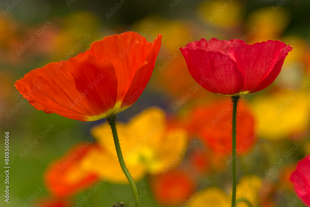 Yellow and red poppies in bloom. Yellow and red poppies in bloom.