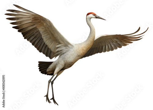 PNG Crane bird painting animal ciconiiformes.