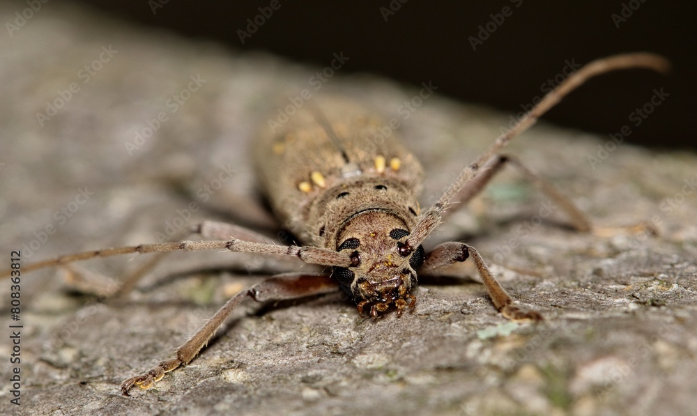 Fototapeta premium Lesser Ivory-marked Beetle (Eburia mutica) insect wood borer on tree nature pest control agriculture front. 