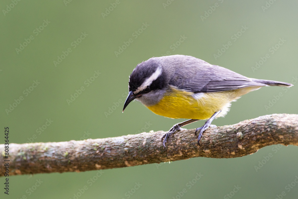 Obraz premium Pássaro pousado em um galho, Cambacica / Bird on a perch, Bananaquit