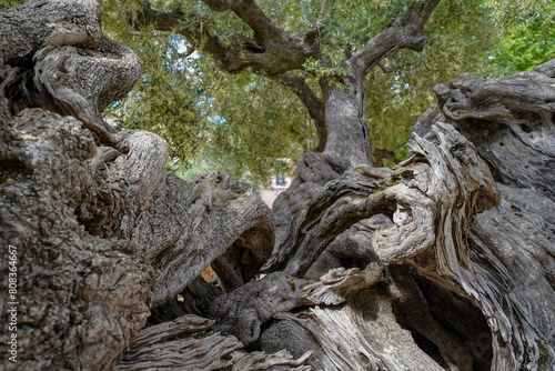 Oldest olive tree of Zakynthos