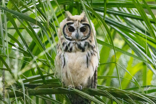 Coruja-orelhuda na Mata Atlântica / Striped Owl in the Atlantic forest