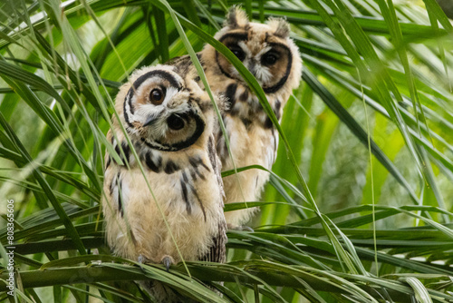 Coruja-orelhuda na Mata Atlântica / Striped Owl in the Atlantic forest