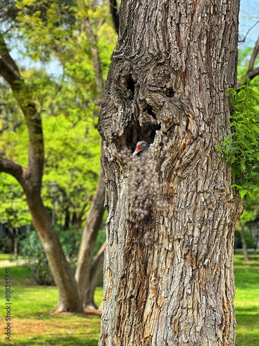 Fotografie Duck nest in a hollow tree in Maria Luisa Park in Sevilla