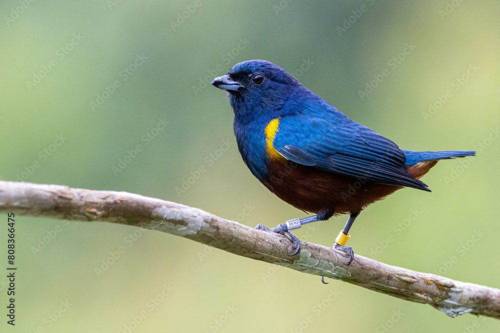 Ferro-velho em um galho / Chestnut-bellied Euphonia on a branch Ferro-velho em um galho / Chestnut-bellied Euphonia on a branch