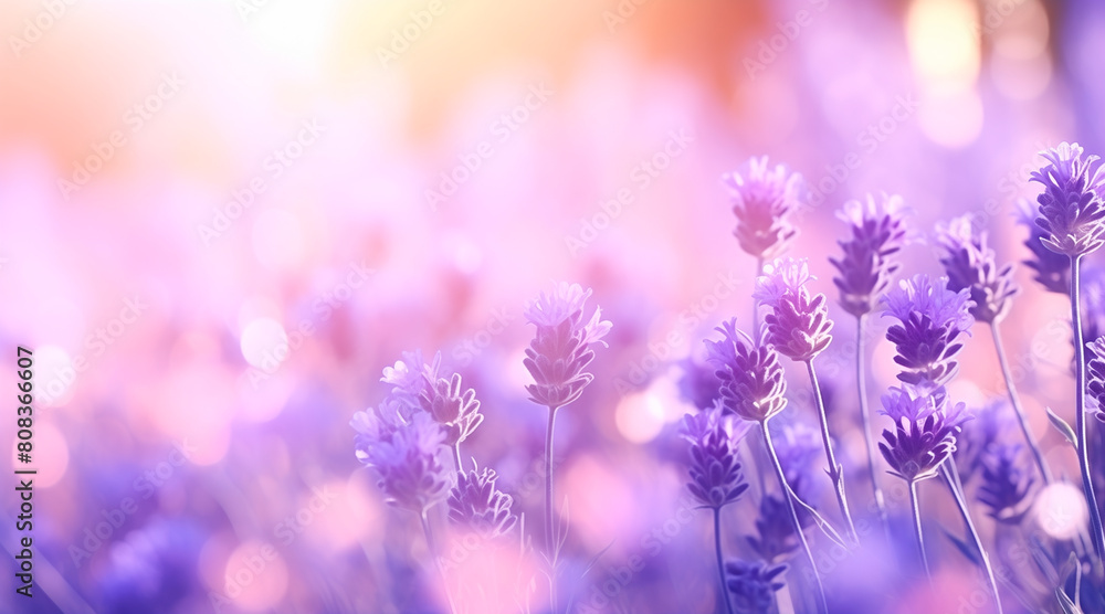Lavender flower background closeup with soft focus and sunlight, blurred background Lavender flower background closeup with soft focus and sunlight, blurred background