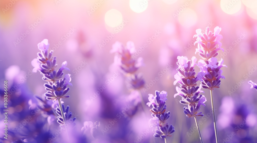 Lavender flower background closeup with soft focus and sunlight, blurred background Lavender flower background closeup with soft focus and sunlight, blurred background