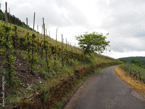 Obraz na płótnie Zell - Stadt an der Mosel in Rheinland-Pfalz w salonie