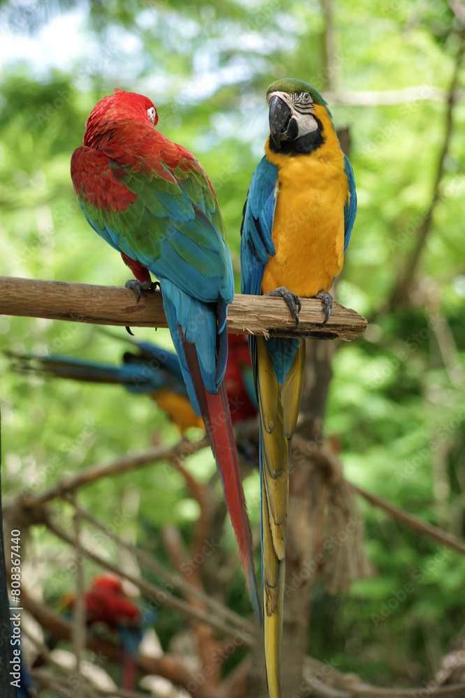 Two macaw parrots siting on a tree branch and looking at each other in Manati Park, Bavaro-Punta Cana, Republica Dominicana Two macaw parrots siting on a tree branch and looking at each other in Manati Park, Bavaro-Punta Cana, Republica Dominicana