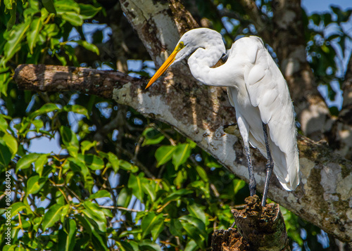 Garça-branca-grande pousada em uma árvore  de manguezal / Great Egret perched in a tree of the mangrove photo