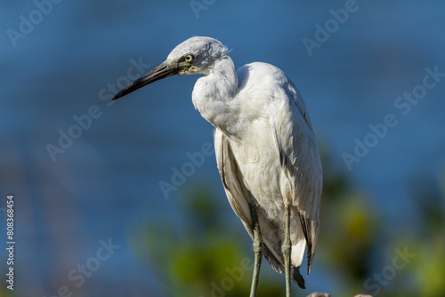 Garça-branca-pequena no manguezal / Snowy Egret in a mangrove photo