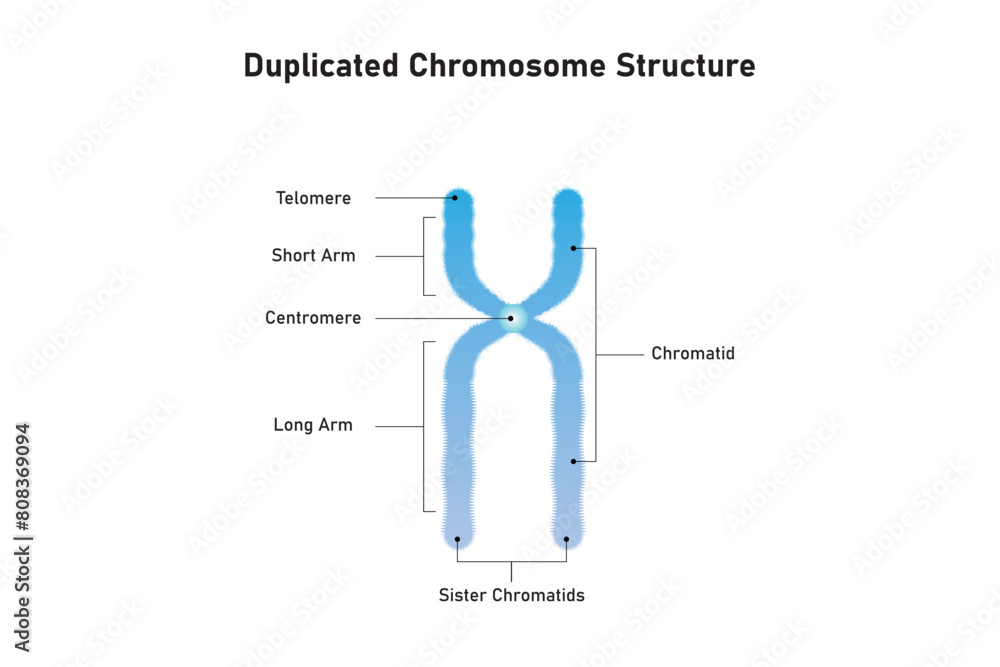 Foto Duplicated Chromosome Structure Scientific Design