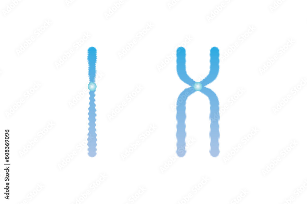 Single and Duplicated Chromosome Structure Scientific Design. Vector Illustration. Single and Duplicated Chromosome Structure Scientific Design. Vector Illustration.