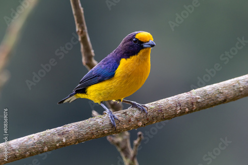 Gaturamo-verdadeiro pousado em um galho / violaceous euphonia perched in a branch