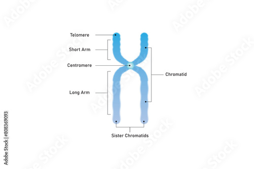 Bilde på lerret Duplicated Chromosome Structure Scientific Design