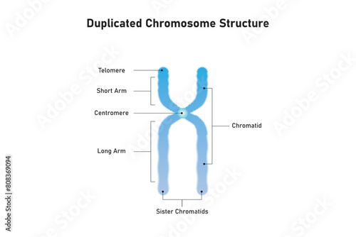 Foto Duplicated Chromosome Structure Scientific Design