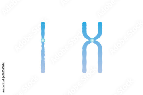 Single and Duplicated Chromosome Structure Scientific Design. Vector Illustration.