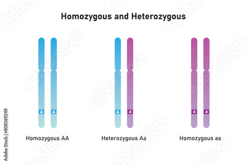 Homozygous and Heterozygous Chromosomes Scientific Design. Vector Illustration.