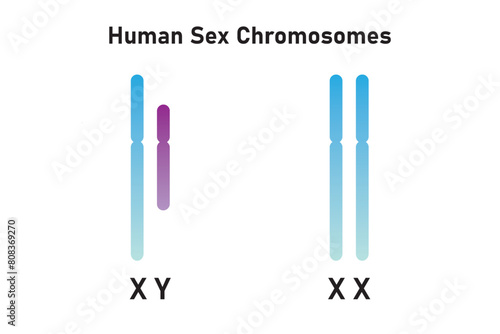 Human Sex Chromosomes (Gonosomes) Scientific Design. Vector Illustration. photo