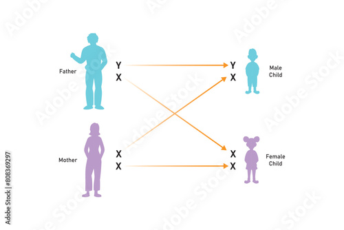 Human Sex Determination Scientific Design. Vector Illustration.