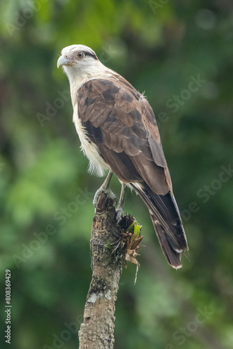 Gavião-carrapateiro pousado em um galho / Yellow-headed Caracara perched in a branch photo