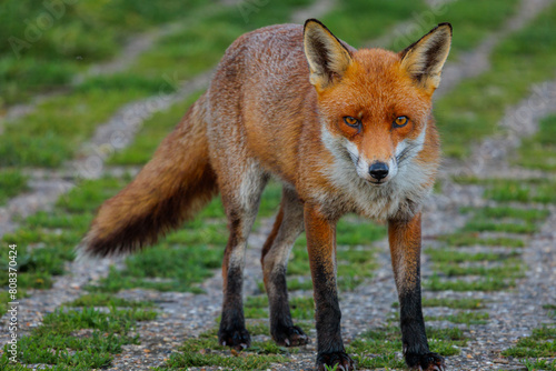 Fox