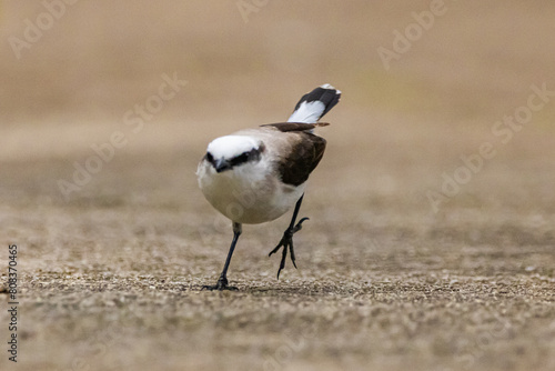 Lavadeira-mascara caminhando / masked water-tyrant walking