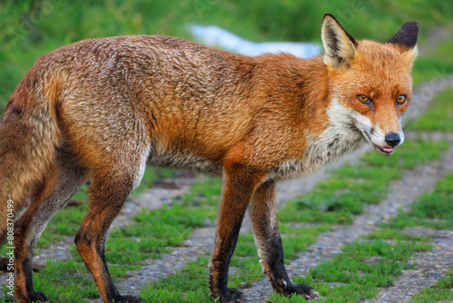 Fox