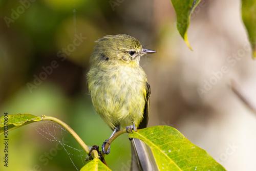 Maria-da-restinga, ave ameaçada de extinção, pousada em galho na restinga / restinga tyrannulet, endangered species, perched on a branch in the restinga