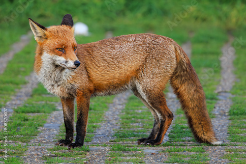 Fox