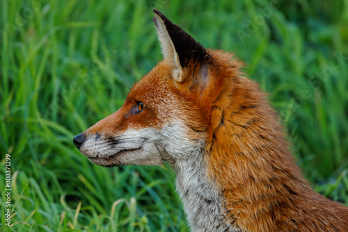Fox