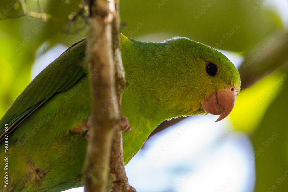 Periquito-rico pousado em um galho / Plain Parakeet perched on a branch Periquito-rico pousado em um galho / Plain Parakeet perched on a branch