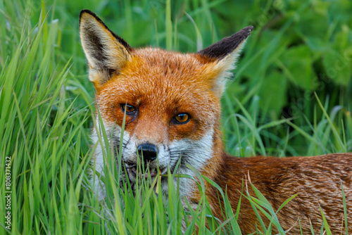 Fox