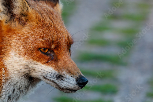 Fox