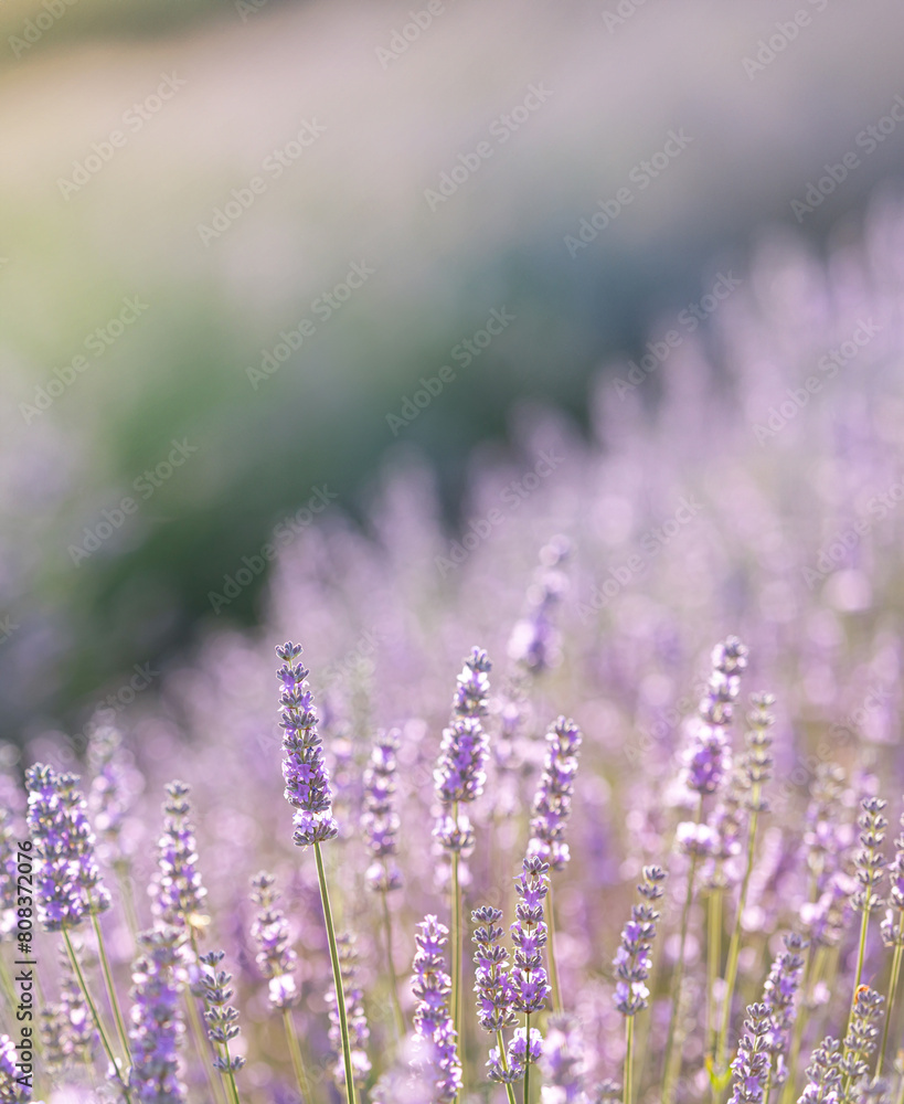 Lavender bushes closeup on sunset. Sunset gleam over purple flowers of lavender. Provence region of France. Lavender bushes closeup on sunset. Sunset gleam over purple flowers of lavender. Provence region of France.