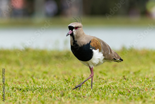 Quero-quero caminhando / Vanellus chilensis walking photo